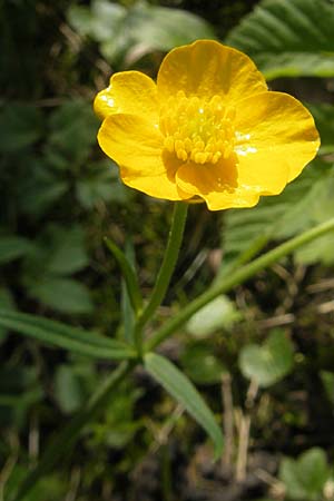 Ranunculus pseudocassubicus \ Falscher Kaschuben-Gold-Hahnenfu / False Kashubian Goldilocks, CH Basel 13.4.2011