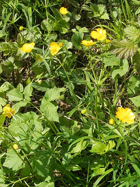 Ranunculus pseudocassubicus \ Falscher Kaschuben-Gold-Hahnenfu / False Kashubian Goldilocks, CH Basel 13.4.2011