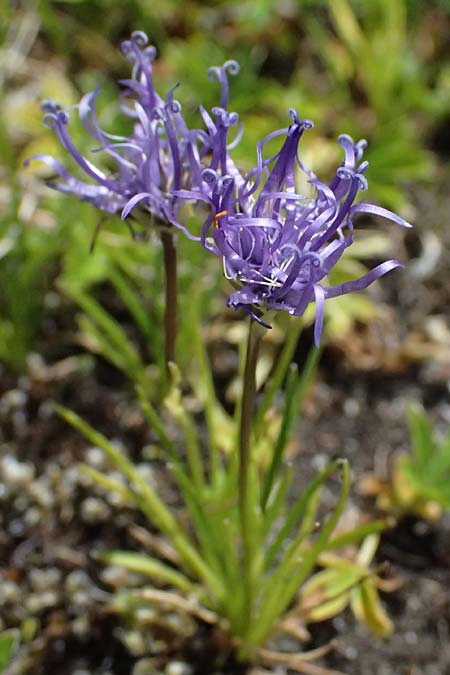 Phyteuma hemisphaericum \ Halbkugelige Teufelskralle / Horned Rampion, CH Fl&uuml;elapass 5.7.2026