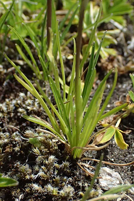 Phyteuma hemisphaericum \ Halbkugelige Teufelskralle / Horned Rampion, CH Fl&uuml;elapass 5.7.2026