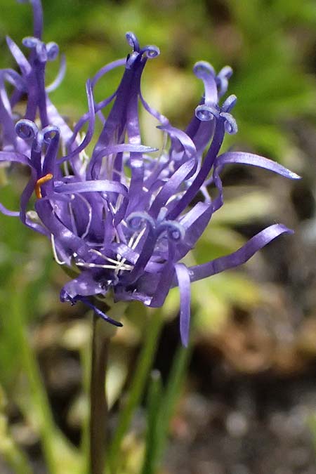 Phyteuma hemisphaericum \ Halbkugelige Teufelskralle / Horned Rampion, CH Fl&uuml;elapass 5.7.2026