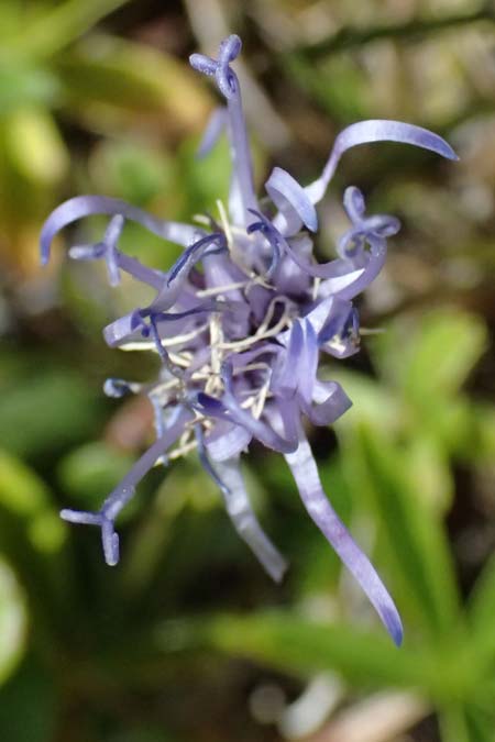 Phyteuma hemisphaericum \ Halbkugelige Teufelskralle / Horned Rampion, CH Fl&uuml;elapass 5.7.2026
