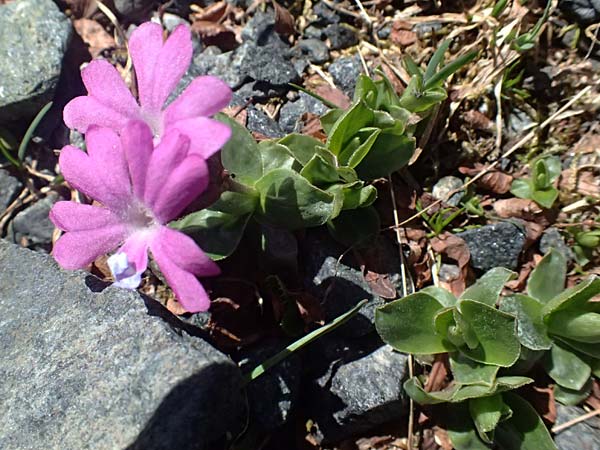 Primula integrifolia \ Ganzbl�ttrige Primel, CH Fl&uuml;elapass 12.7.2026