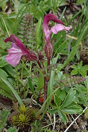 Pedicularis kerneri / Kerner's Lousewort, CH Fl&uuml;elapass 5.7.2026