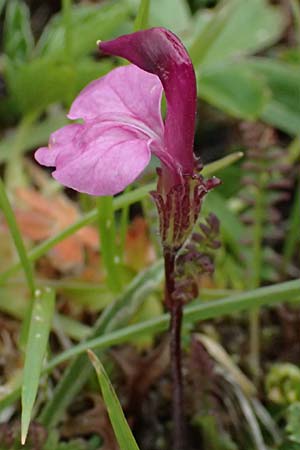 Pedicularis kerneri / Kerner's Lousewort, CH Fl&uuml;elapass 5.7.2026
