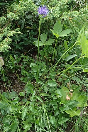 Phyteuma scheuchzeri subsp. scheuchzeri \ Horn-Teufelskralle / Oxford Rampion, CH Fl&uuml;elapass 5.7.2026