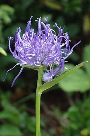 Phyteuma scheuchzeri subsp. scheuchzeri \ Horn-Teufelskralle / Oxford Rampion, CH Fl&uuml;elapass 5.7.2026