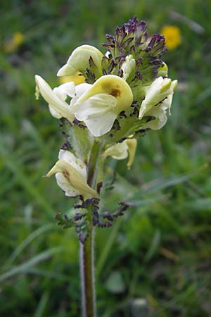 Pedicularis tuberosa \ Knollen-L�usekraut / Long-Beaked Yellow Lousewort, CH Gotthard 25.6.2010