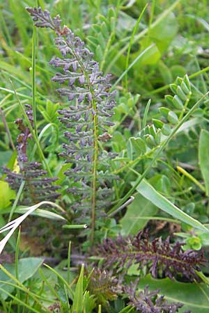 Pedicularis tuberosa \ Knollen-L�usekraut / Long-Beaked Yellow Lousewort, CH Gotthard 25.6.2010