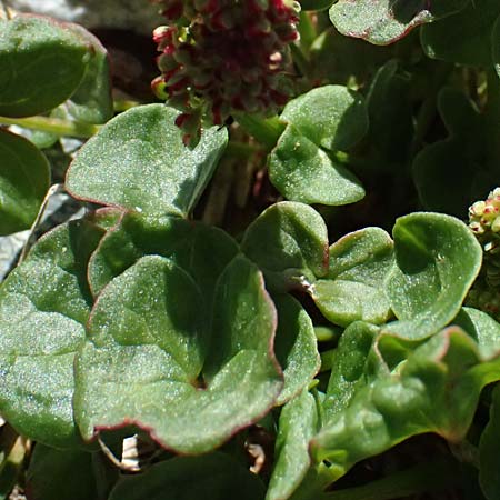 Oxyria digyna \ Alpen-S�uerling / Alpine Mountain Sorrel, CH Fl&uuml;elapass 12.7.2026