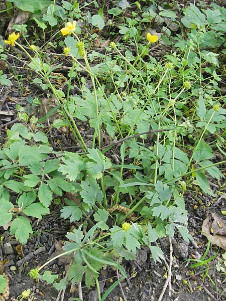 Ranunculus alnetorum \ Erlen-Gold-Hahnenfu / Alder Goldilocks, CH Basel 13.4.2011