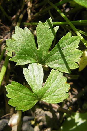 Ranunculus alnetorum \ Erlen-Gold-Hahnenfu / Alder Goldilocks, CH Basel 13.4.2011