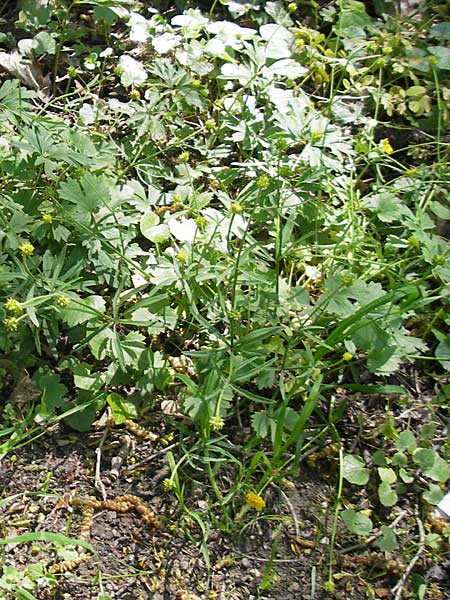 Ranunculus alnetorum \ Erlen-Gold-Hahnenfu / Alder Goldilocks, CH Basel 13.4.2011