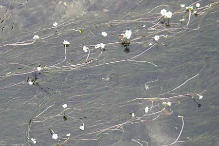 Ranunculus fluitans \ Flutender Hahnenfu / River Water Crowfoot, CH Baden 7.6.2011