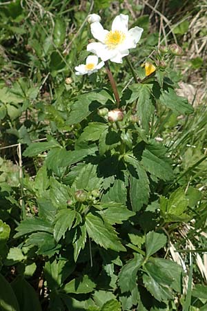 Ranunculus aconitifolius \ Eisenhutblttriger Hahnenfu / Aconite-Leaved Buttercup, CH Gotthard 12.6.2017