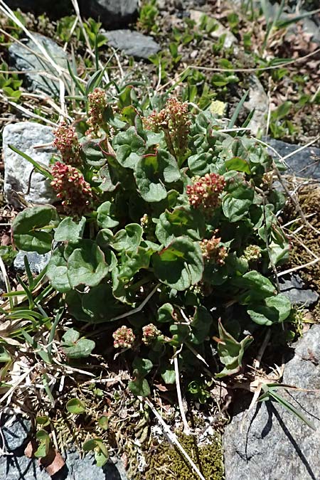 Oxyria digyna \ Alpen-S�uerling / Alpine Mountain Sorrel, CH Fl&uuml;elapass 12.7.2026