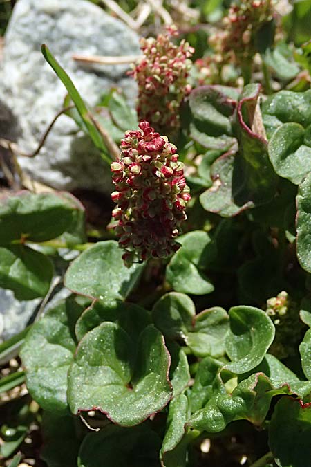Oxyria digyna \ Alpen-S�uerling / Alpine Mountain Sorrel, CH Fl&uuml;elapass 12.7.2026