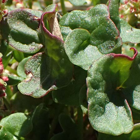 Oxyria digyna \ Alpen-S�uerling / Alpine Mountain Sorrel, CH Fl&uuml;elapass 12.7.2026
