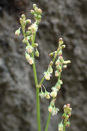 Rumex scutatus \ Schild-Ampfer / French Sorrel, CH Gotthard 4.6.2017