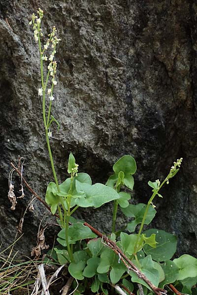 Rumex scutatus \ Schild-Ampfer / French Sorrel, CH Gotthard 4.6.2017