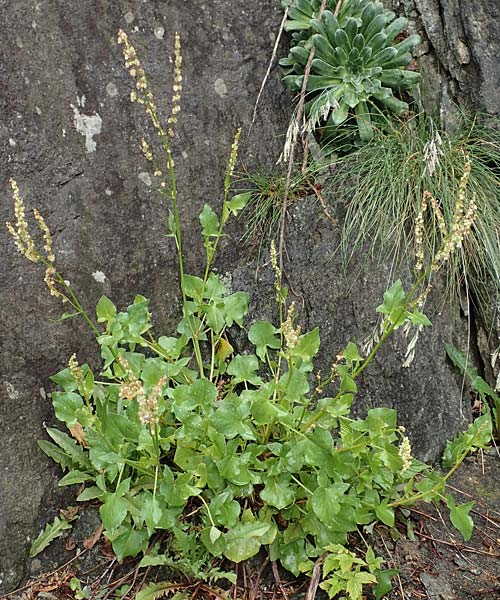 Rumex scutatus \ Schild-Ampfer / French Sorrel, CH Gotthard 4.6.2017
