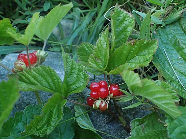 Rubus saxatilis \ Steinbeere / Stone Bramble, CH Zernez 12.7.2026