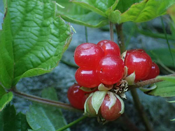 Rubus saxatilis \ Steinbeere / Stone Bramble, CH Zernez 12.7.2026