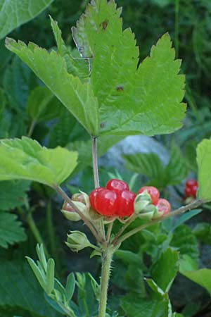 Rubus saxatilis \ Steinbeere / Stone Bramble, CH Zernez 12.7.2026