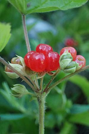 Rubus saxatilis \ Steinbeere / Stone Bramble, CH Zernez 12.7.2026