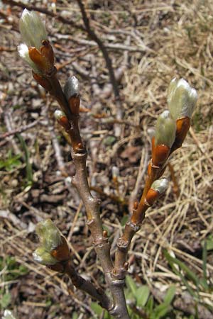 Salix caprea \ Sal-Weide / Goat Willow, CH Gotthard 5.6.2010
