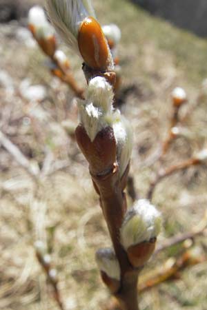 Salix caprea \ Sal-Weide / Goat Willow, CH Gotthard 5.6.2010
