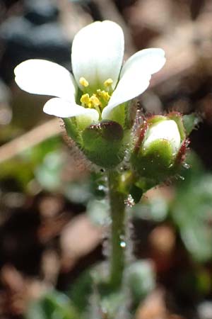Saxifraga androsacea \ Mannsschild-Steinbrech / Scree Saxifrage, CH Fl&uuml;elapass 12.7.2026