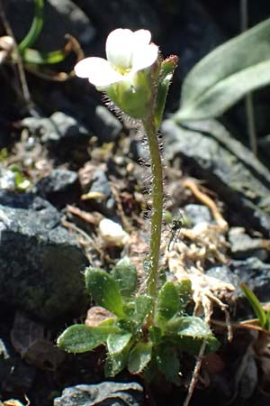Saxifraga androsacea \ Mannsschild-Steinbrech / Scree Saxifrage, CH Fl&uuml;elapass 12.7.2026