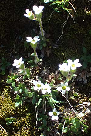 Saxifraga androsacea \ Mannsschild-Steinbrech / Scree Saxifrage, CH Fl&uuml;elapass 12.7.2026