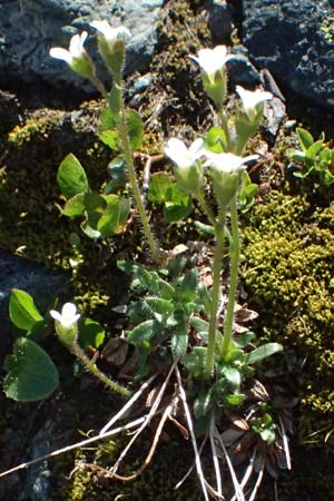 Saxifraga androsacea \ Mannsschild-Steinbrech / Scree Saxifrage, CH Fl&uuml;elapass 12.7.2026