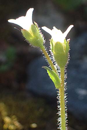 Saxifraga androsacea \ Mannsschild-Steinbrech / Scree Saxifrage, CH Fl&uuml;elapass 12.7.2026