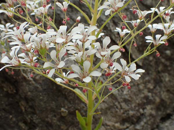 Saxifraga cotyledon \ Strau-Steinbrech / Pyramidal Saxifrage, CH Gotthard 4.6.2017