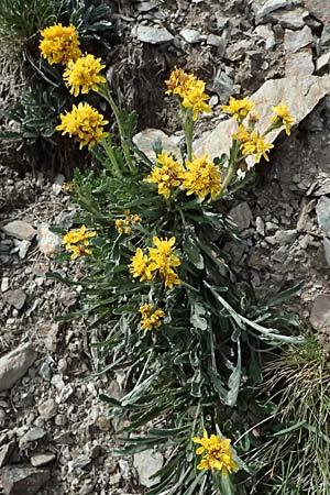 Senecio incanus subsp. carniolicus \ Krainer Greiskraut / Carniolan Ragwort, CH Umbrail-Pass / Passo dell'Umbrail 7.7.2026