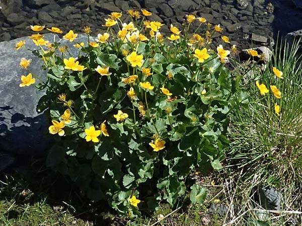 Caltha palustris \ Sumpf-Dotterblume / Marsh Marigold, CH Fl&uuml;elapass 12.7.2026