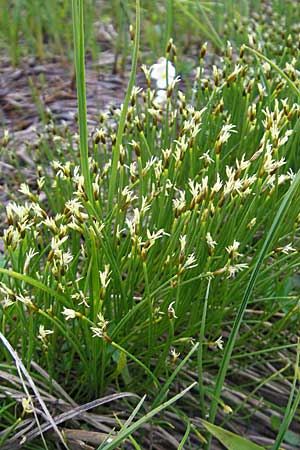 Trichophorum cespitosum subsp. cespitosum \ Gewhnliche Rasenbinse / Deer Grass, CH Gotthard 25.6.2010