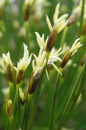 Trichophorum cespitosum subsp. cespitosum \ Gewhnliche Rasenbinse / Deer Grass, CH Gotthard 25.6.2010