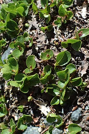 Salix herbacea \ Kraut-Weide / Dwarf Willow, Snowbed Willow, CH Fl&uuml;elapass 12.7.2026