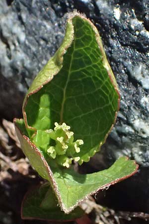 Salix herbacea \ Kraut-Weide / Dwarf Willow, Snowbed Willow, CH Fl&uuml;elapass 12.7.2026
