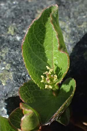 Salix herbacea \ Kraut-Weide / Dwarf Willow, Snowbed Willow, CH Fl&uuml;elapass 12.7.2026
