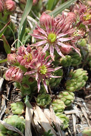 Sempervivum montanum \ Berg-Hauswurz / Mountain House-Leek, CH Gotthard 12.6.2017