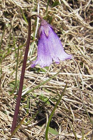 Soldanella pusilla \ Kleines Alpenglckchen / Dwarf Soldanella, Dwarf Snowbell, CH Gotthard 5.6.2010