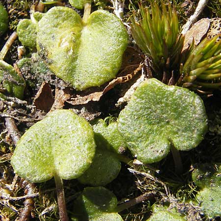 Soldanella pusilla \ Kleines Alpenglckchen / Dwarf Soldanella, Dwarf Snowbell, CH Gotthard 5.6.2010
