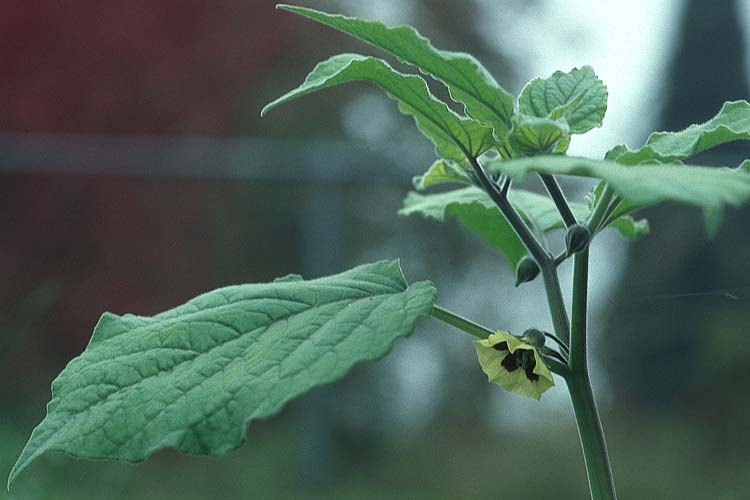Physalis peruviana \ Kap-Stachelbeere, Andenbeere / Cape Gooseberry, CH Stein am Rhein 16.10.2005