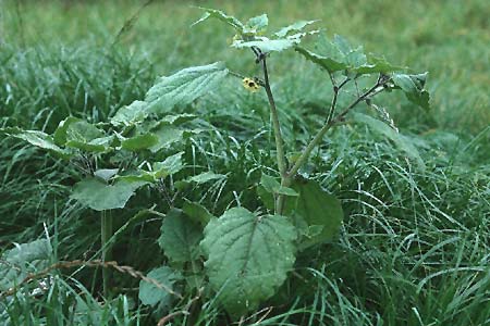 Physalis peruviana \ Kap-Stachelbeere, Andenbeere / Cape Gooseberry, CH Stein am Rhein 16.10.2005