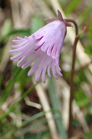 Soldanella pusilla \ Kleines Alpenglckchen / Dwarf Soldanella, Dwarf Snowbell, CH Gotthard 4.6.2017